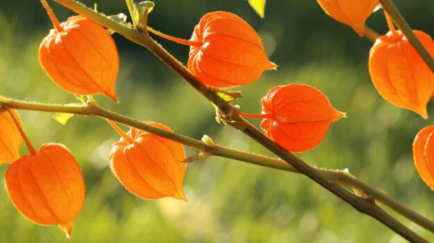 Superfoods. Ashwagandha