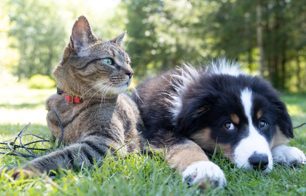 Cat de bine aud animalele comparativ cu oamenii?