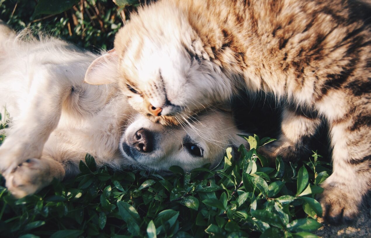 How well do animals hear compared to people?