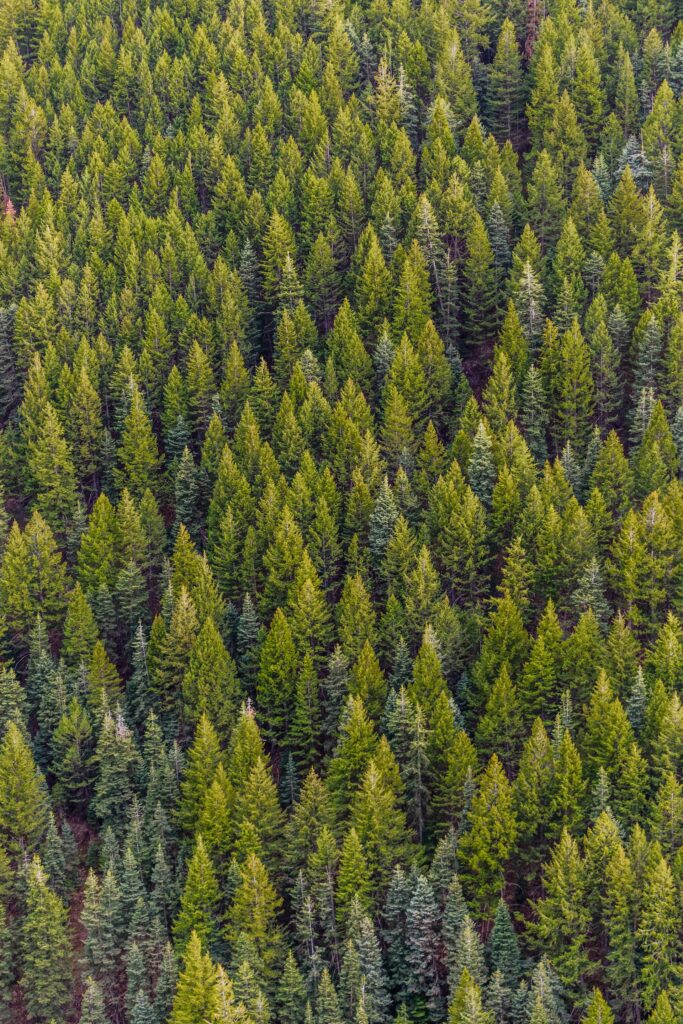 Image by Matthew Montrone from Pexels